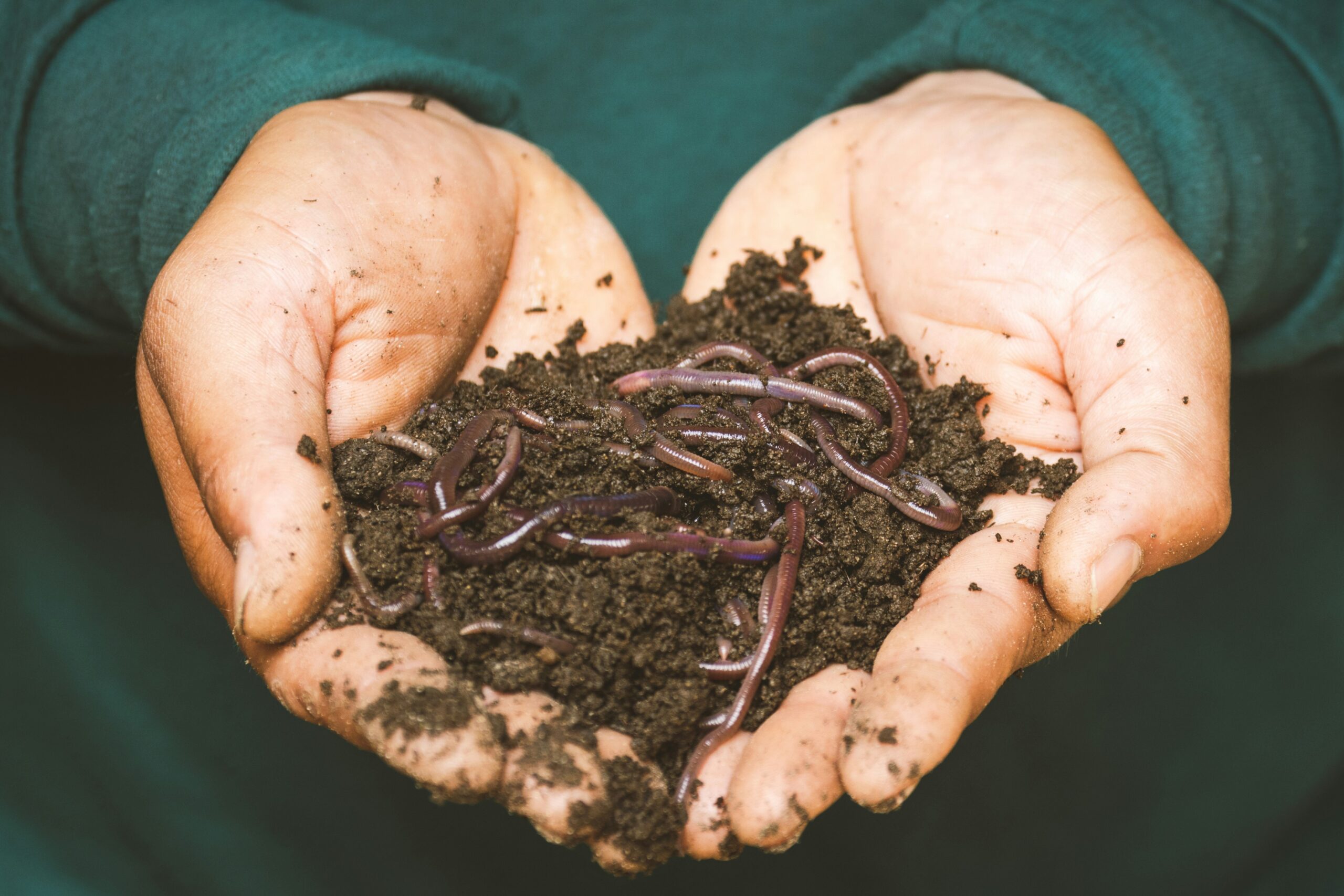 Two hands are holding a pile of dirt filled with worms