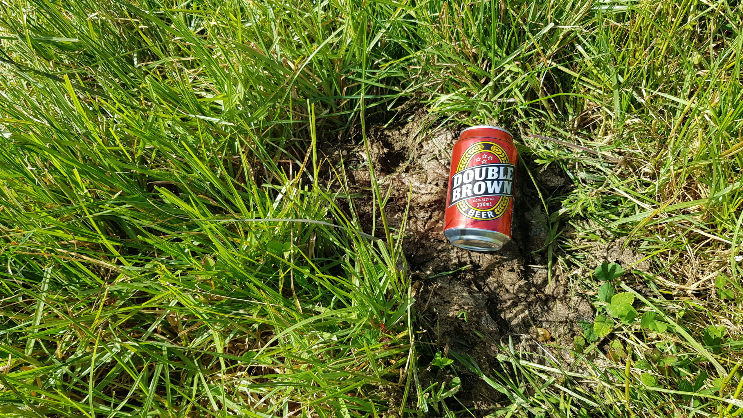 A can of Double Brown beer sits glistening in the sun in a dried cow pat surrounded by lush green grass