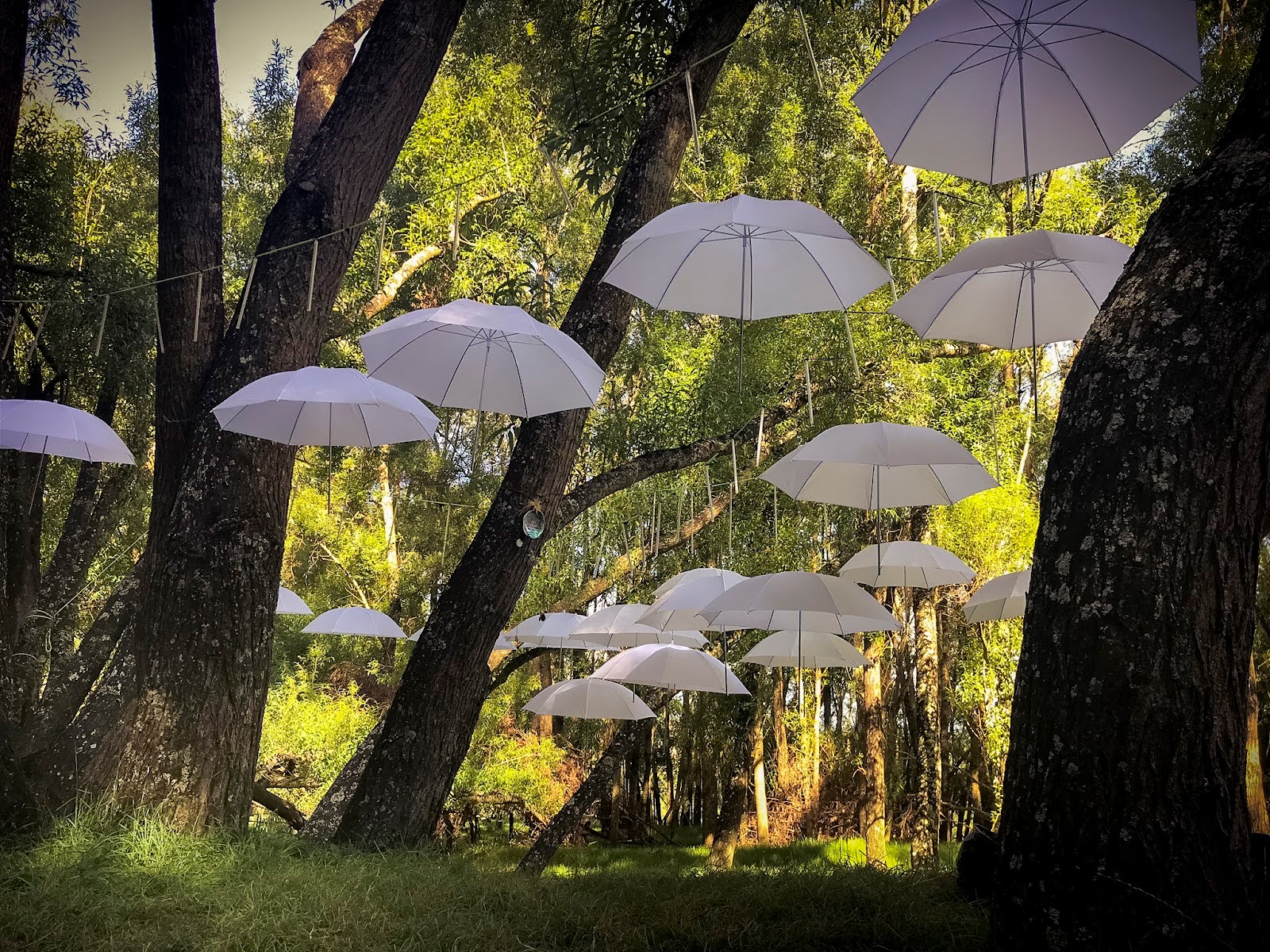 An image of an umbrella art piece in a forest.