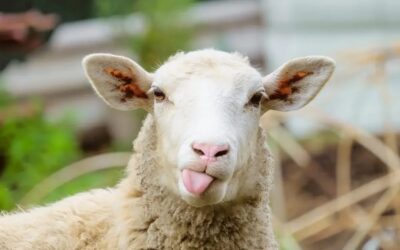 Herding the Flock: Rangers Scheduling Lead Wanted!